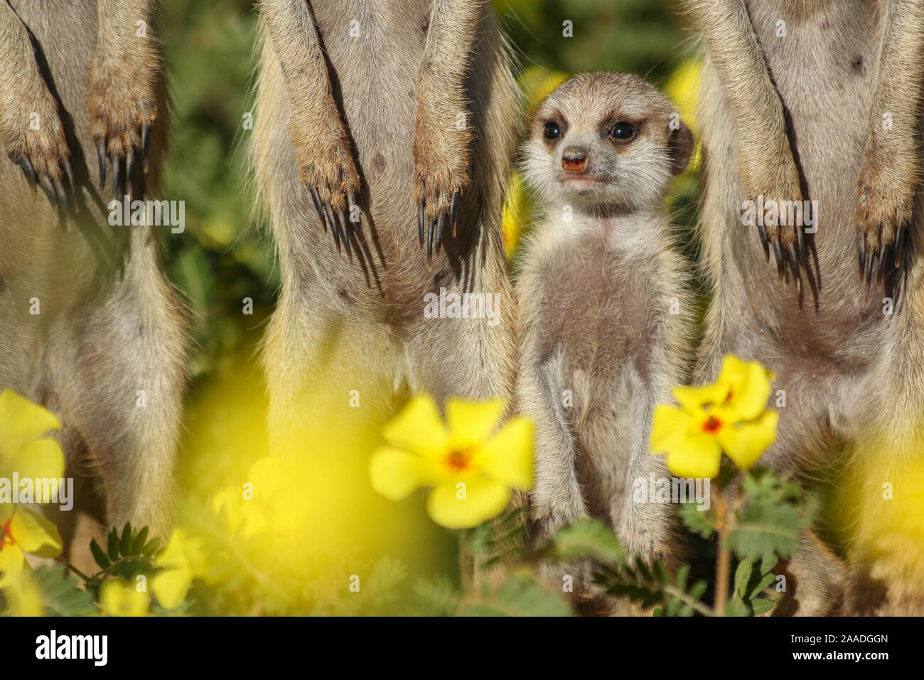 Meerkat pup (Suricata suricatta) Comité permanent entre sa famille dans un champ de fleurs (Devilthorn Tribulus zeyheri). Désert du Kalahari, Afrique du Sud. Banque D'Images