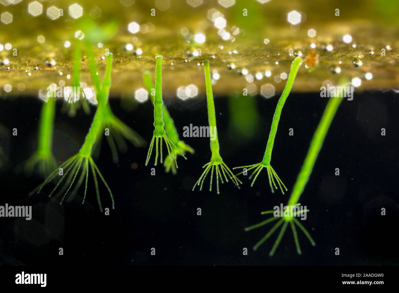 Hydra vert (Hydra viridissima) trouvés dans un étang de jardin. Le Derbyshire, Royaume-Uni. Septembre. Gagnant de la catégorie de la Grande-Bretagne cachés British Wildlife Photographer of the Year Awards (sur la protection de la concurrence en 2017. Banque D'Images