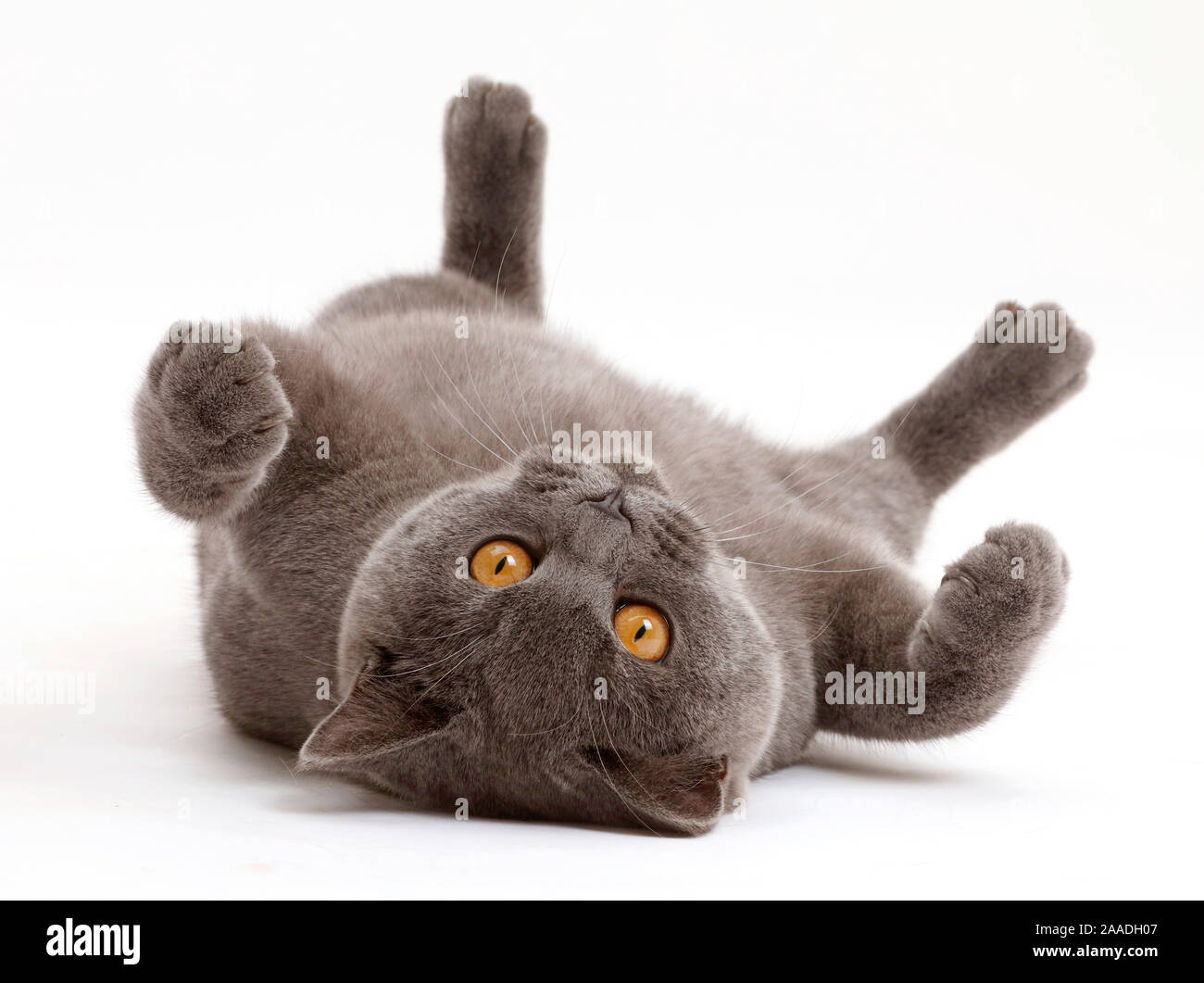 Chat British Shorthair bleu étendu sur le dos. Banque D'Images