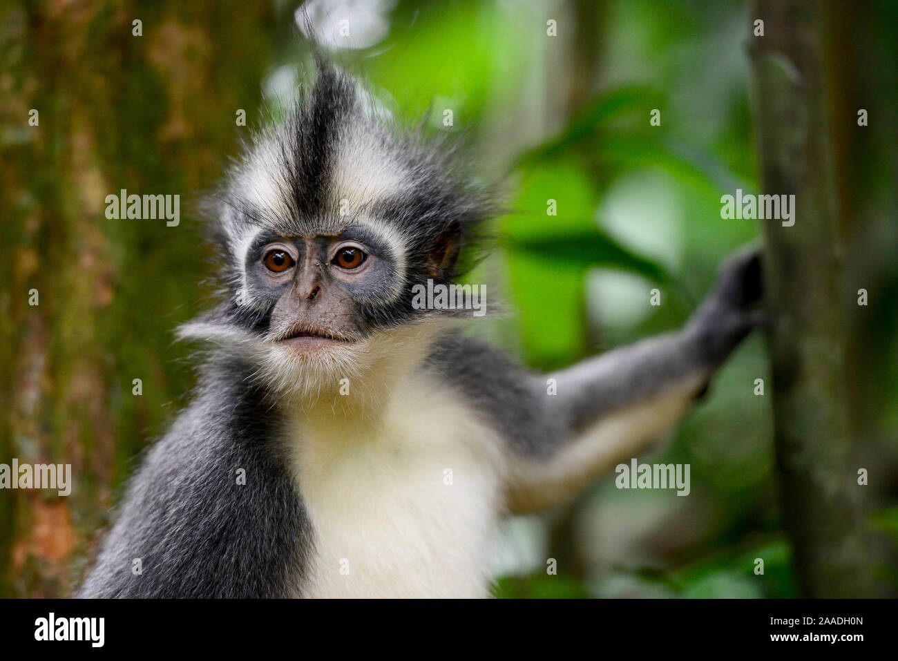 Thomas (écureuil thomasi), animal endémique de Sumatra du nord. Ces primates ont relativement longs bras et jambes, adaptés à une vie dans la cime des arbres. Parc national de Gunung Leuser, UNESCO World Heritage site, novembre. Banque D'Images