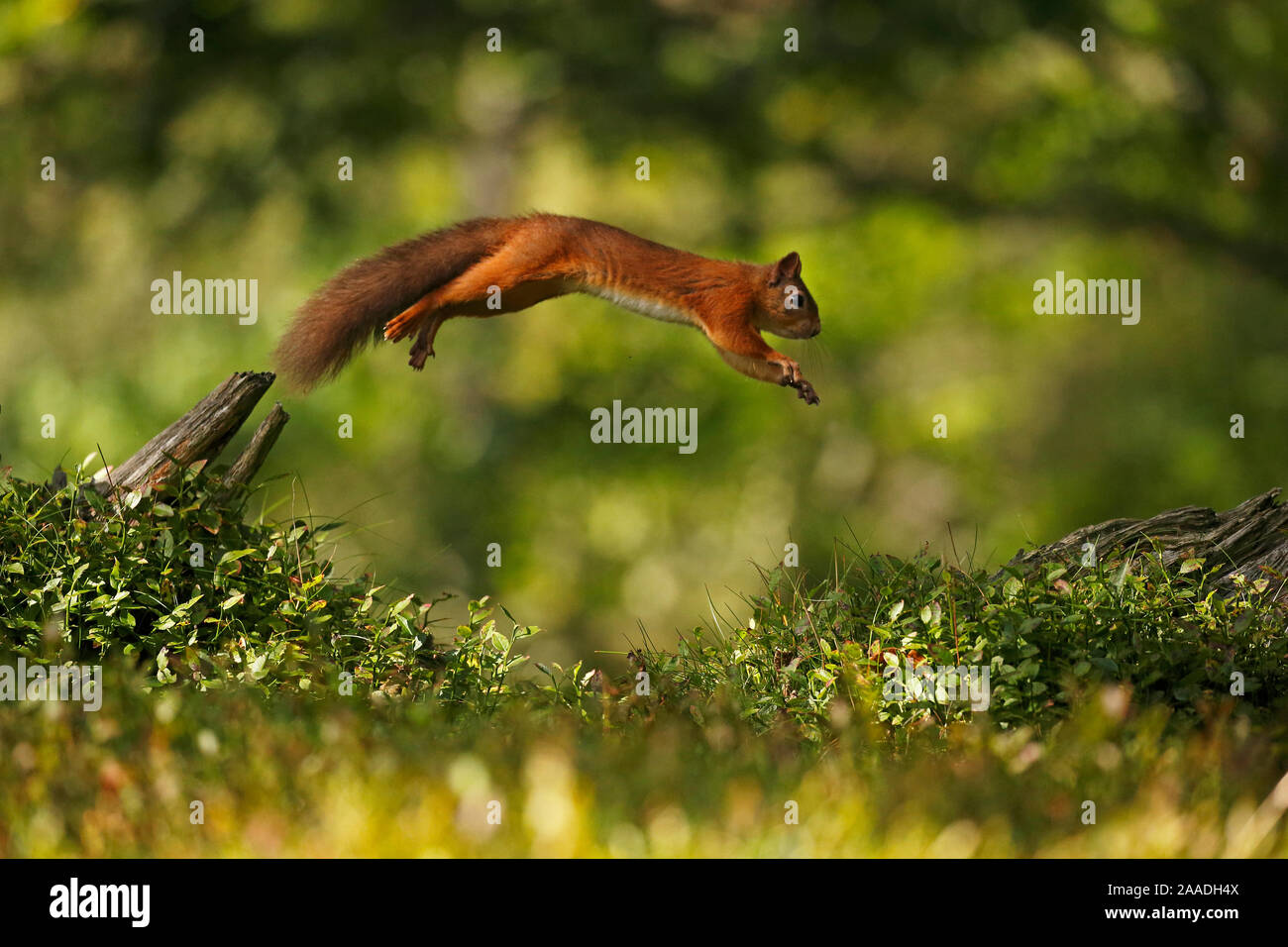 L'Écureuil roux (Sciurus vulgaris) sautant entre les souches d'arbres, le Parc National de Cairngorms, Highlands, Scotland, UK. Séquence 2 de 3. Banque D'Images