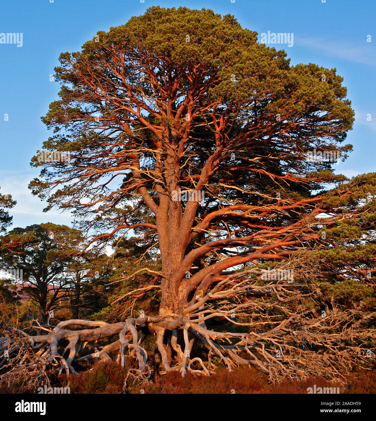 Arbre de pin sylvestre antique (Pinus sylvestris) avec dead branches basses, dans la lumière du soir. Le Parc National de Cairngorms, Highlands, Scotland, UK. Février 2008. Banque D'Images
