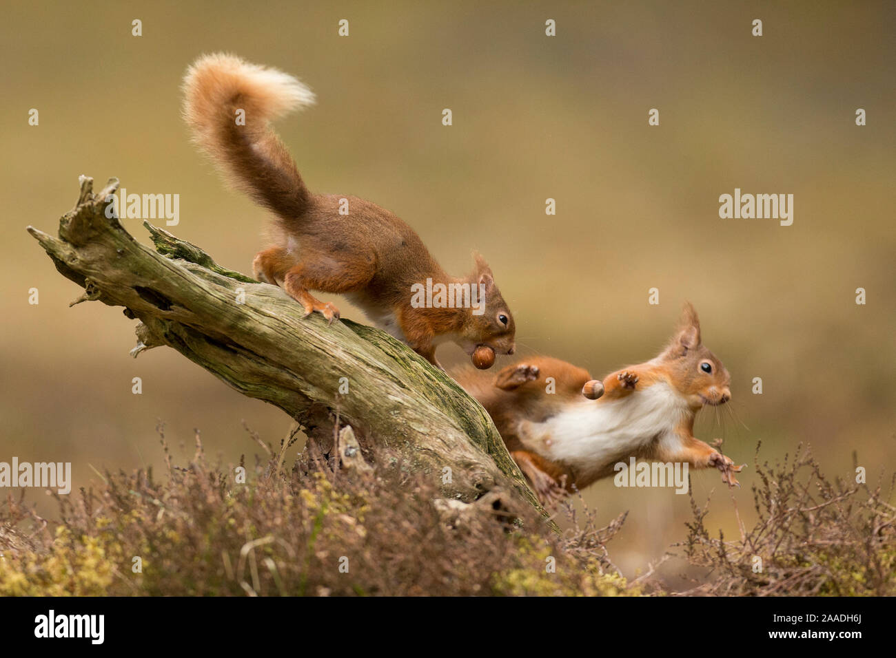 L'écureuil roux (Sciurus vulgaris), deux se disputant sur souche, Ecosse, UK, avril. Banque D'Images