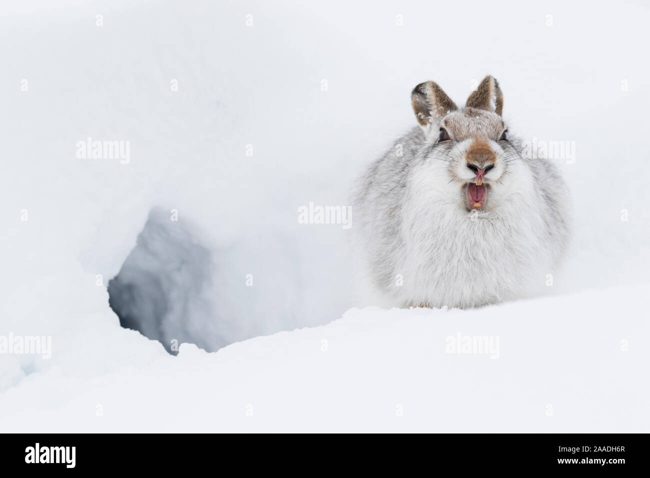 Lièvre variable (Lepus timidus) à pelage d'hiver assis dehors trou à neige, Écosse, Royaume-Uni, janvier. Banque D'Images