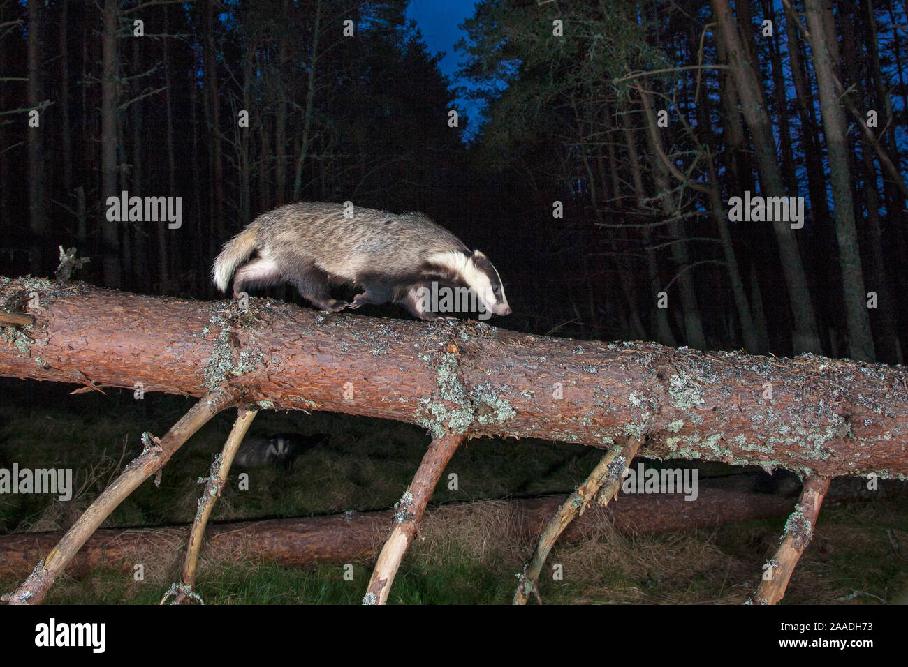 Blaireau européen (Meles meles) marcher le long du tronc d'arbre tombé dans la nuit, le Parc National de Cairngorms, en Écosse, au Royaume-Uni, en avril Banque D'Images