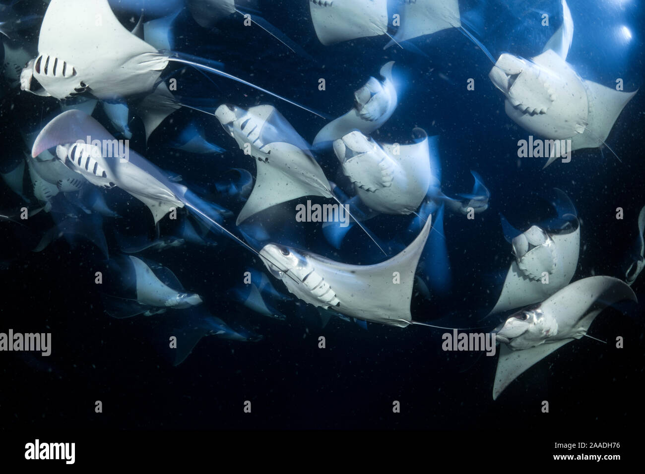 De l'école Munk (Mobula munkiana devil ray), se nourrissant de plancton la nuit, photographiée sur une longue exposition, l'île d'Espiritu Santo, Mer de Cortez, Baja California, au Mexique, à l'Est de l'Océan Pacifique Banque D'Images