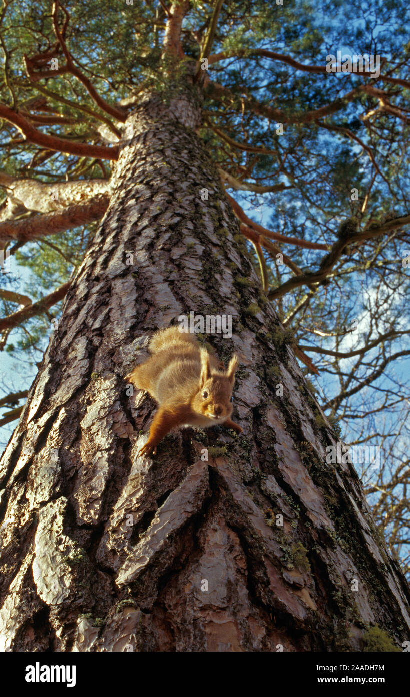 L'Écureuil roux (Sciurus vulgaris) redescendez pin, dans le Parc National de Cairngorms, en Écosse Banque D'Images