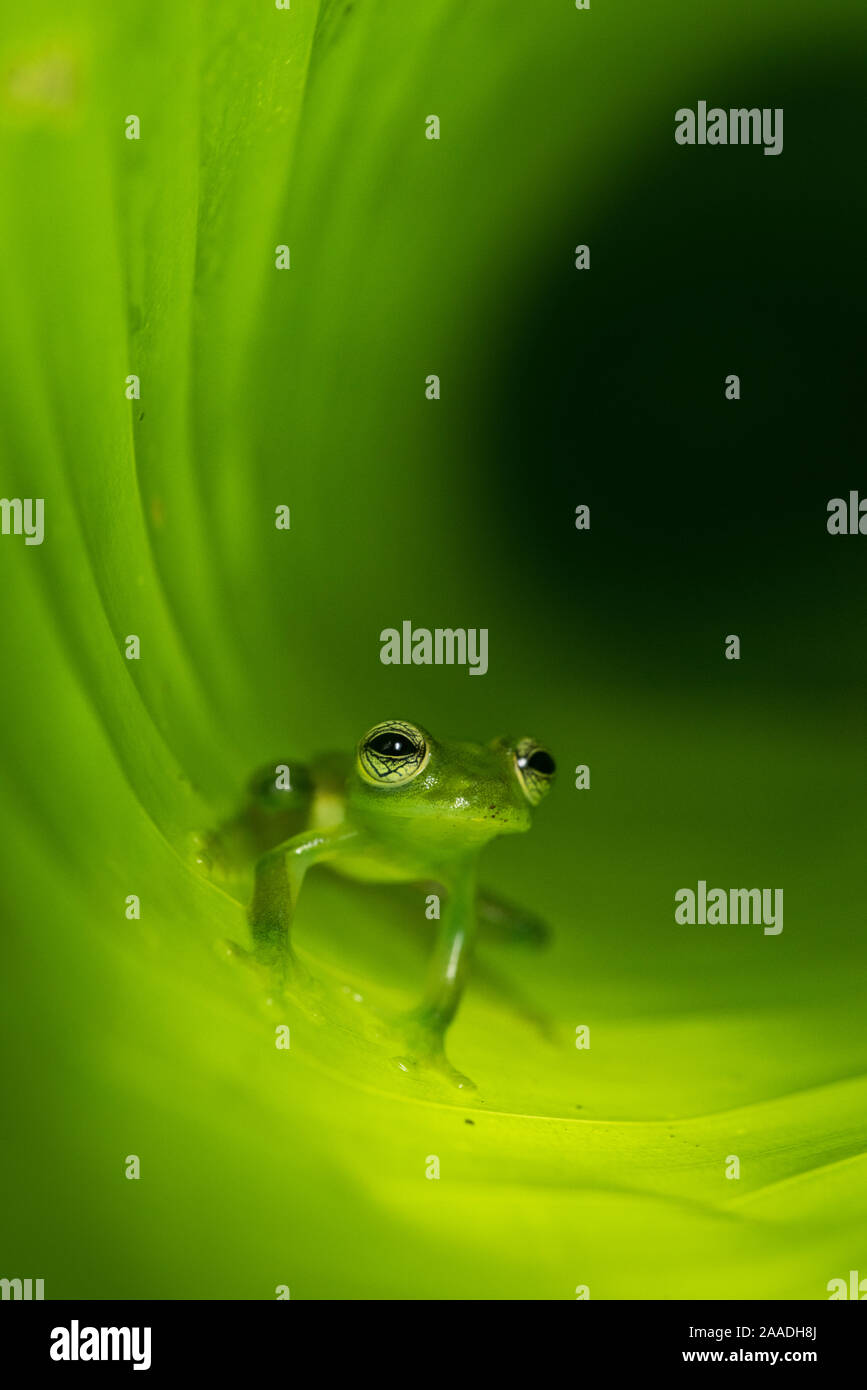 Grenouille de verre montagnarde (Centrolenella ilex) à l'intérieur des feuilles enroulées. La forêt tropicale de moyenne altitude, Bosque de Paz, versant du Pacifique, le Costa Rica, Amérique centrale. Banque D'Images