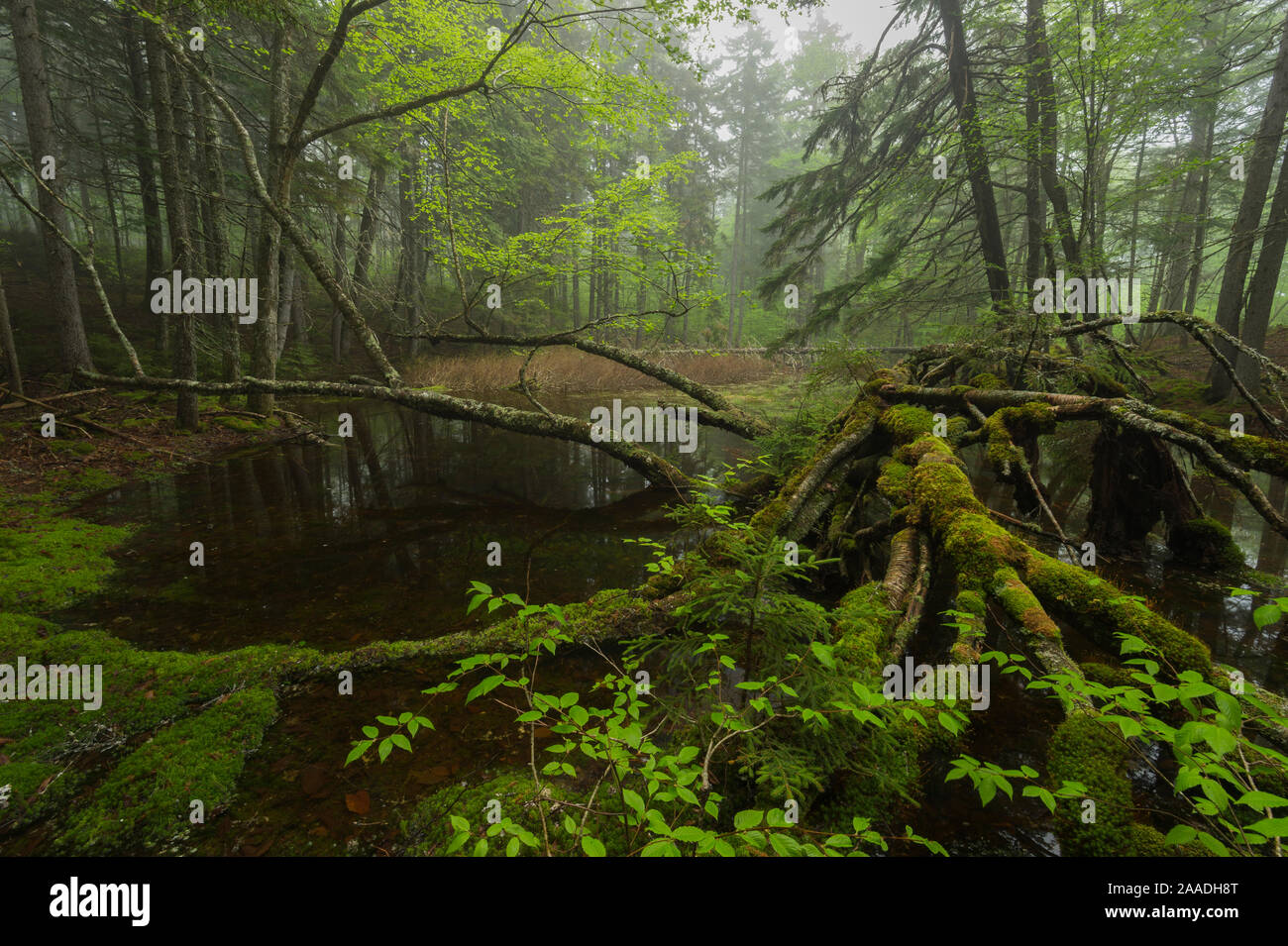 Flaques printanières dans la forêt acadienne, Nouveau-Brunswick, Canada, mai. Banque D'Images