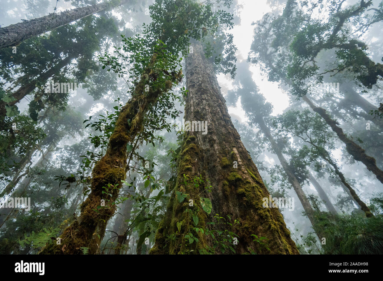 Les vieilles forêts de chênes les hautes terres de Talamanca au Costa Rica, en mars. Banque D'Images