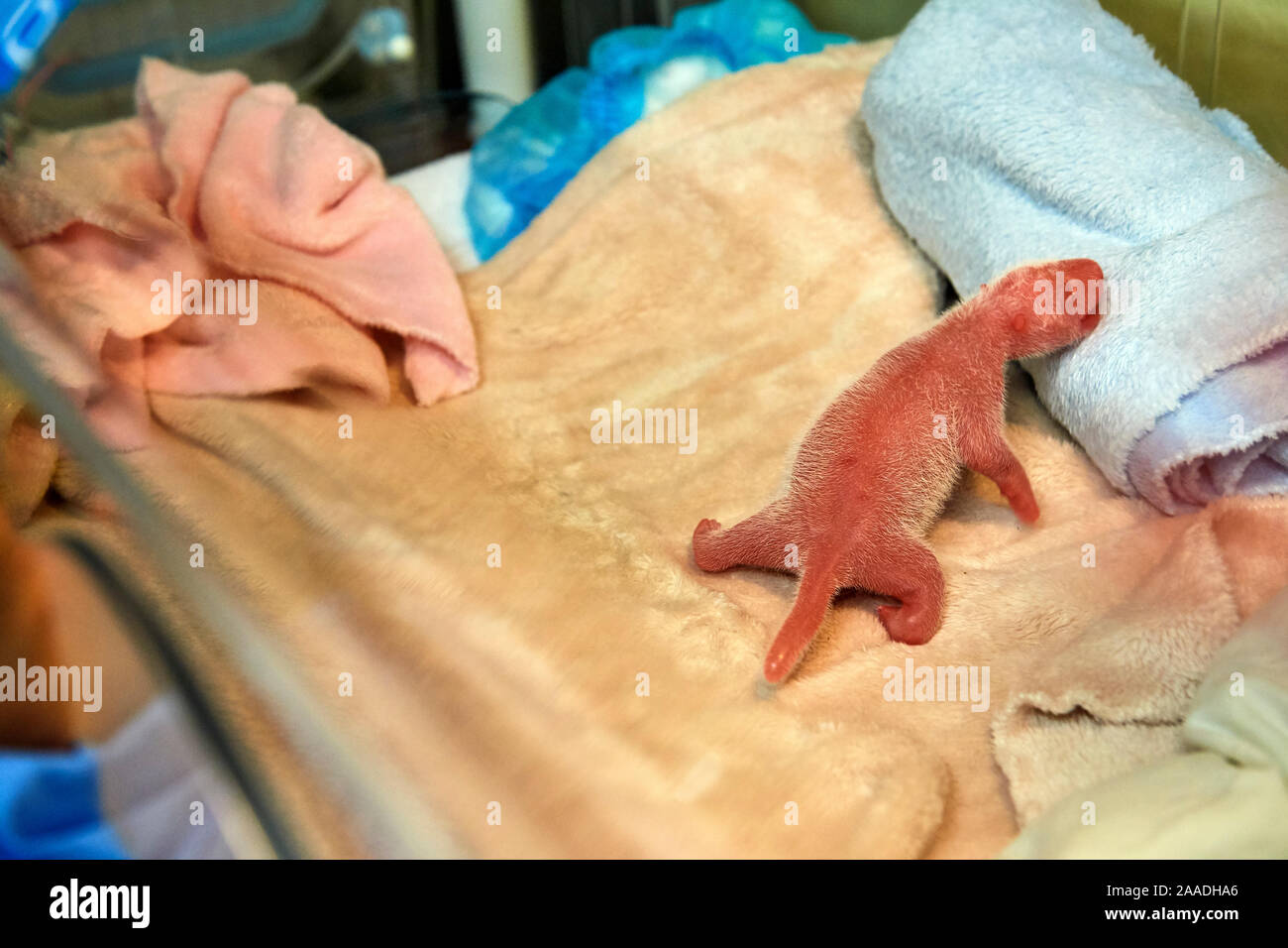 Nouveau-né homme grand panda (Ailuropoda melanoleuca), 4 heures après la naissance et d'un poids de 142 grammes, couché dans l'incubateur, zoo de Beauval, France, 4 août 2017 Banque D'Images