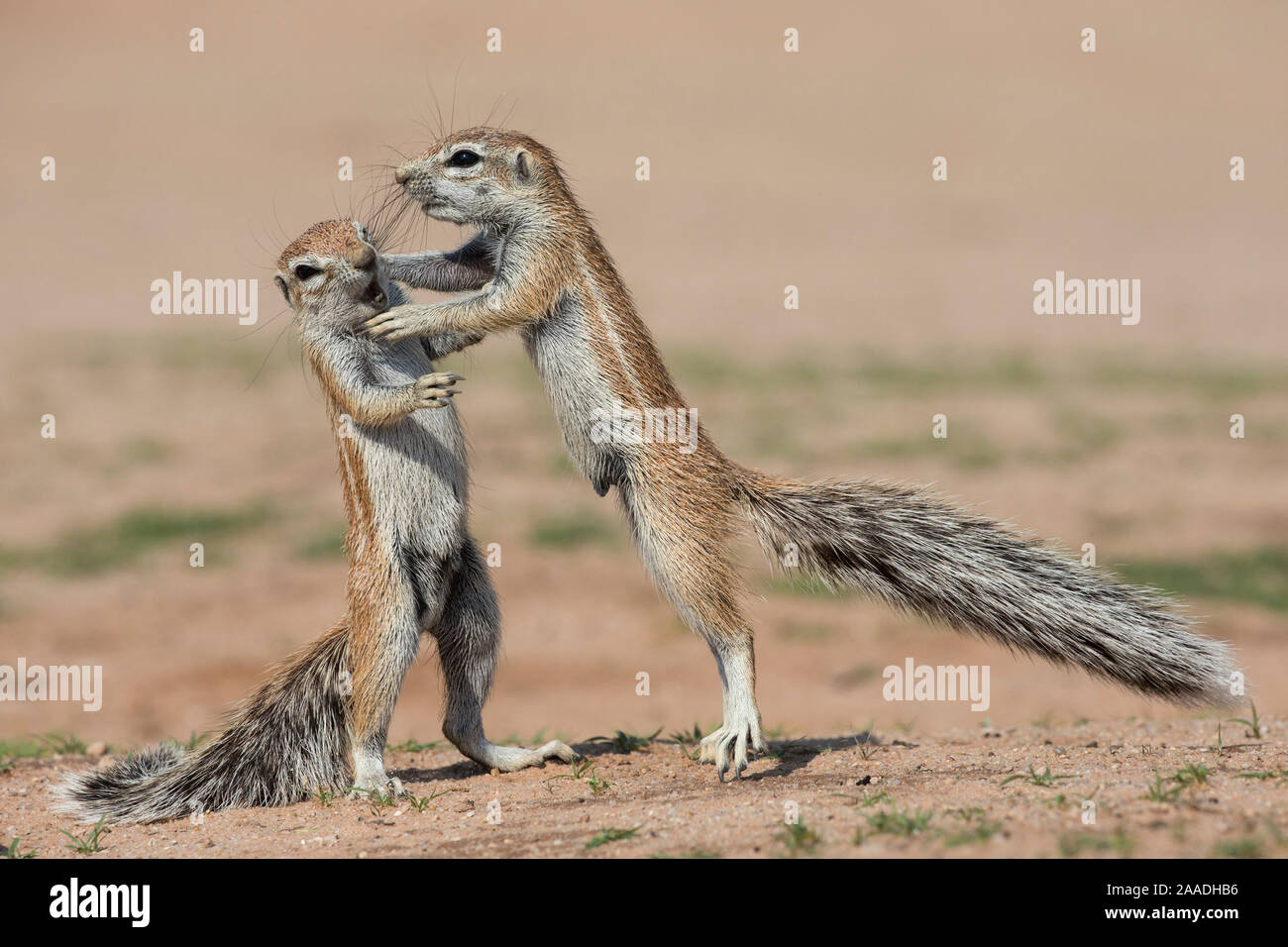 Les jeunes écureuils terrestres (Ha83 inauris) combats, Kgalagadi Transfrontier Park, Northern Cape, Afrique du Sud, janvier. Banque D'Images
