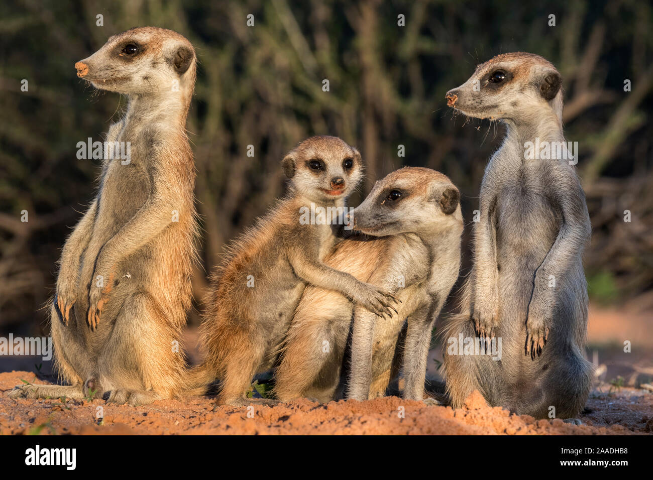 Les suricates (Suricata suricatta), Kgalagadi Transfrontier Park, Northern Cape, Afrique du Sud, janvier. Banque D'Images
