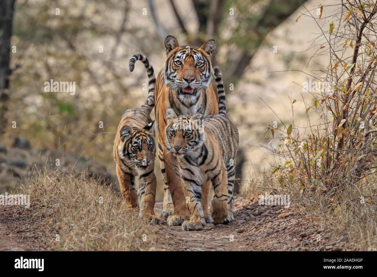 Tigre du Bengale (Panthera tigris) tigresse 'Noor' avec des oursons, , Ranthambhore, Inde Banque D'Images