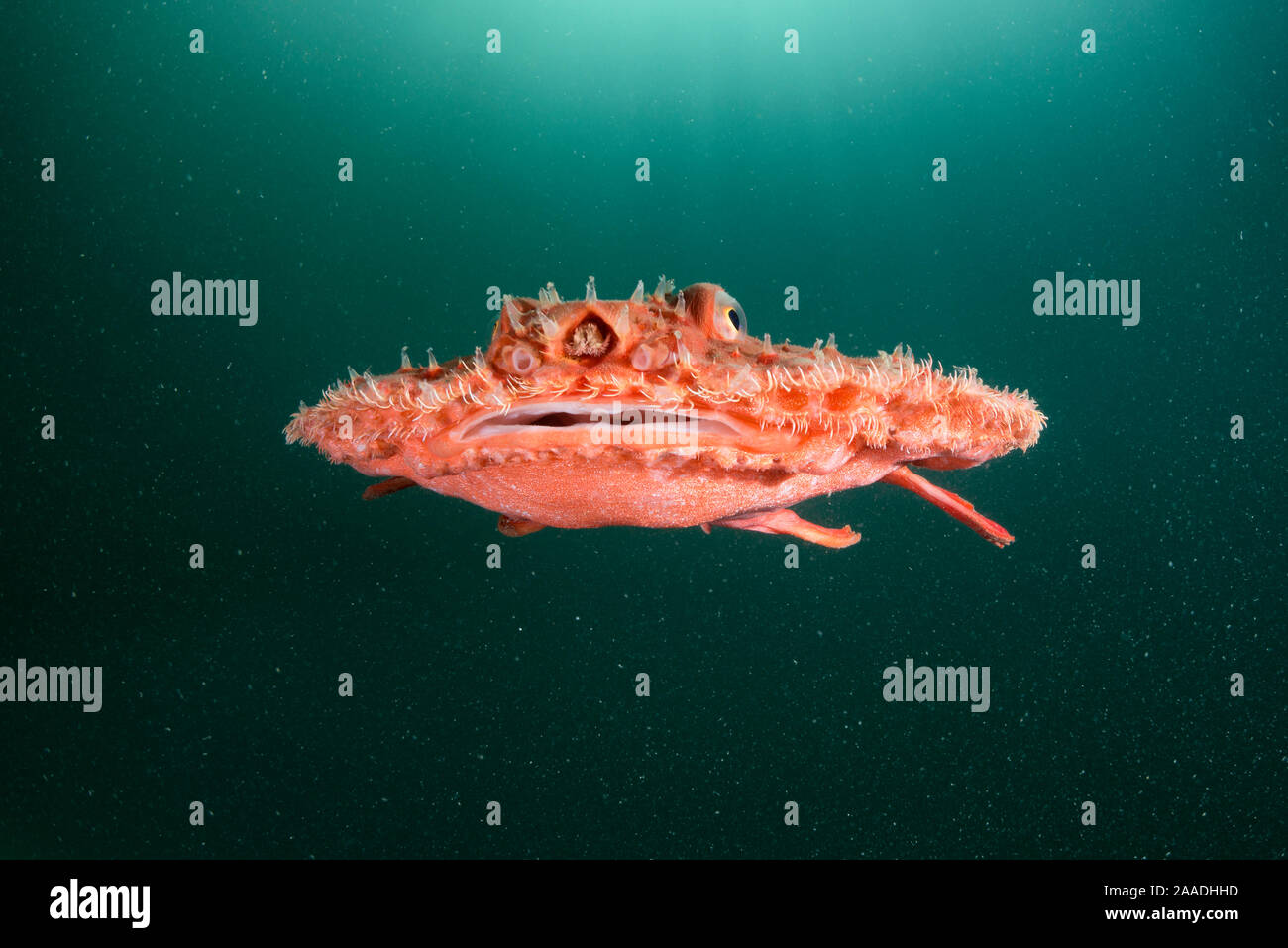 Starry handfish / Minipizza platax (Halieutaea stellata) en ordre décroissant après qu'il a été libéré d'un filet de pêche. Kochi, Japon. Banque D'Images