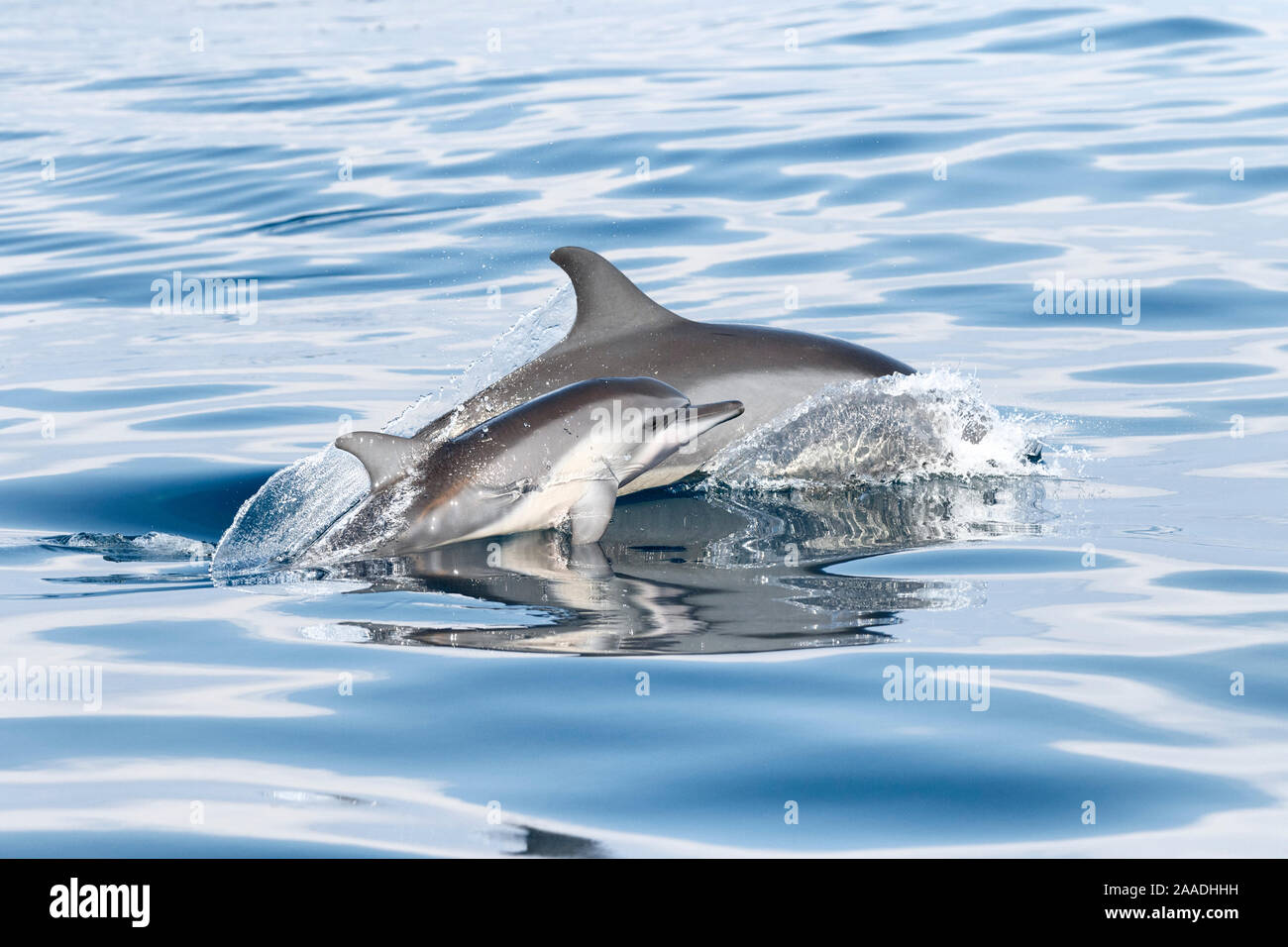 Dauphin à long bec (Stenella longirostris) surfaçage pour mineurs à — free download