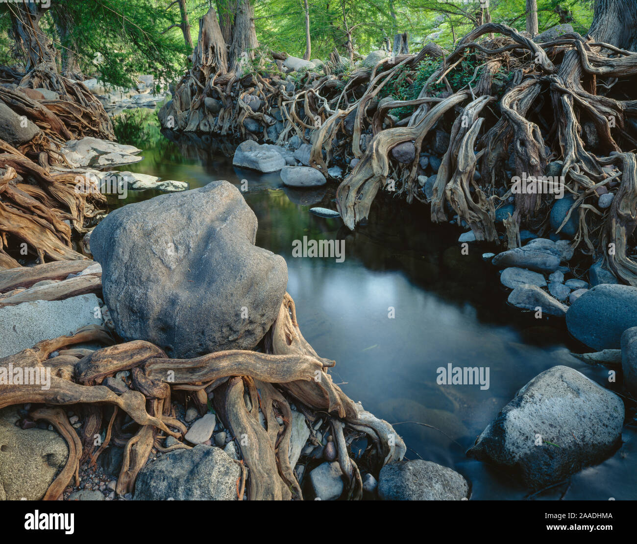 Forêt de feuillus avec mucrunatum Sabinos (Taxodium) avec des racines enchevêtrées, Banque du Rio Cuchujaqui Sierra Alamos, Mexique Banque D'Images