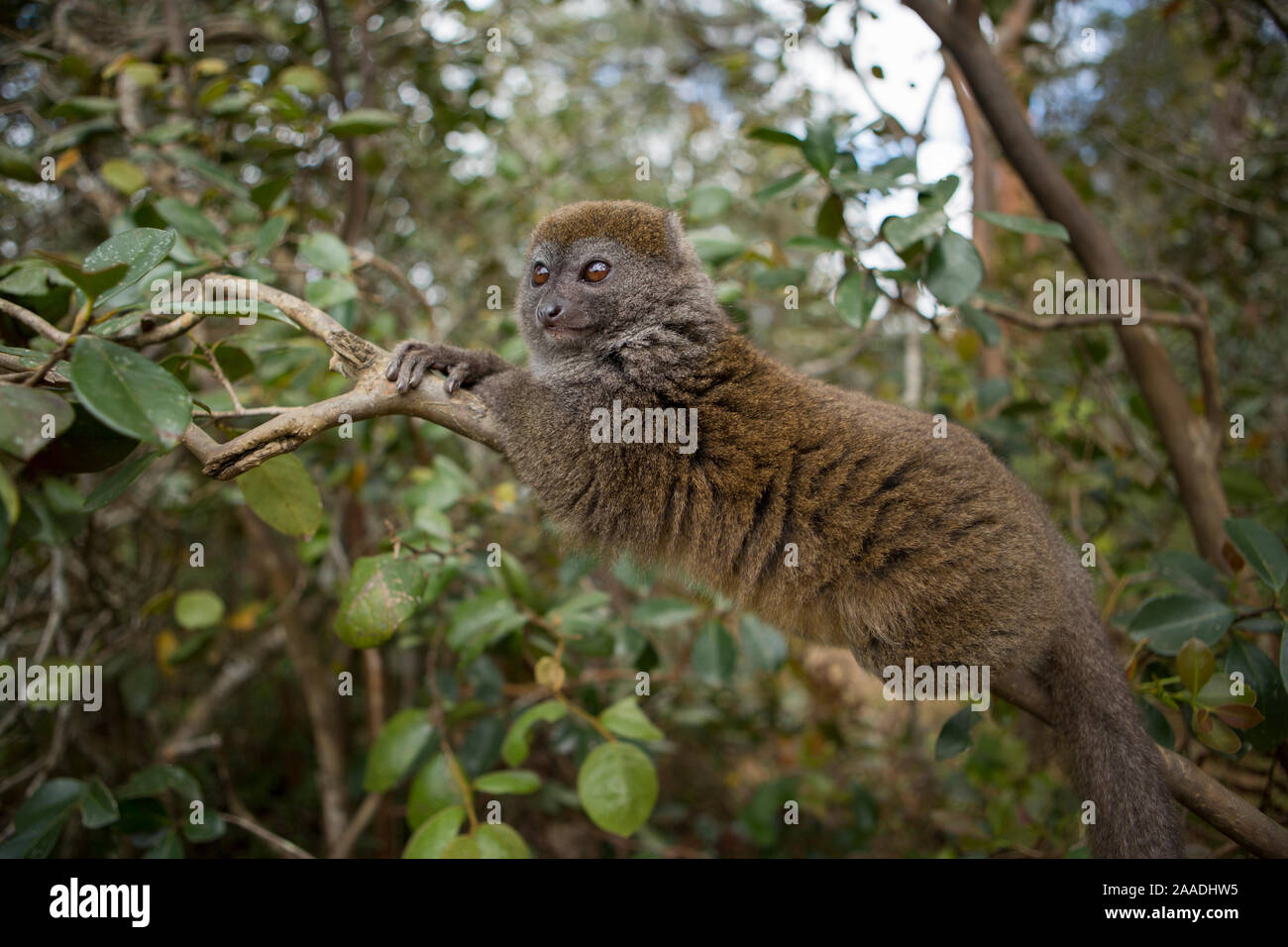 (L'est moindre Hapalémur Hapalemur griseus) Parc Mantadia- Andasibe Parc National, Région Alaotra-Mangoro, est de Madagascar. Banque D'Images