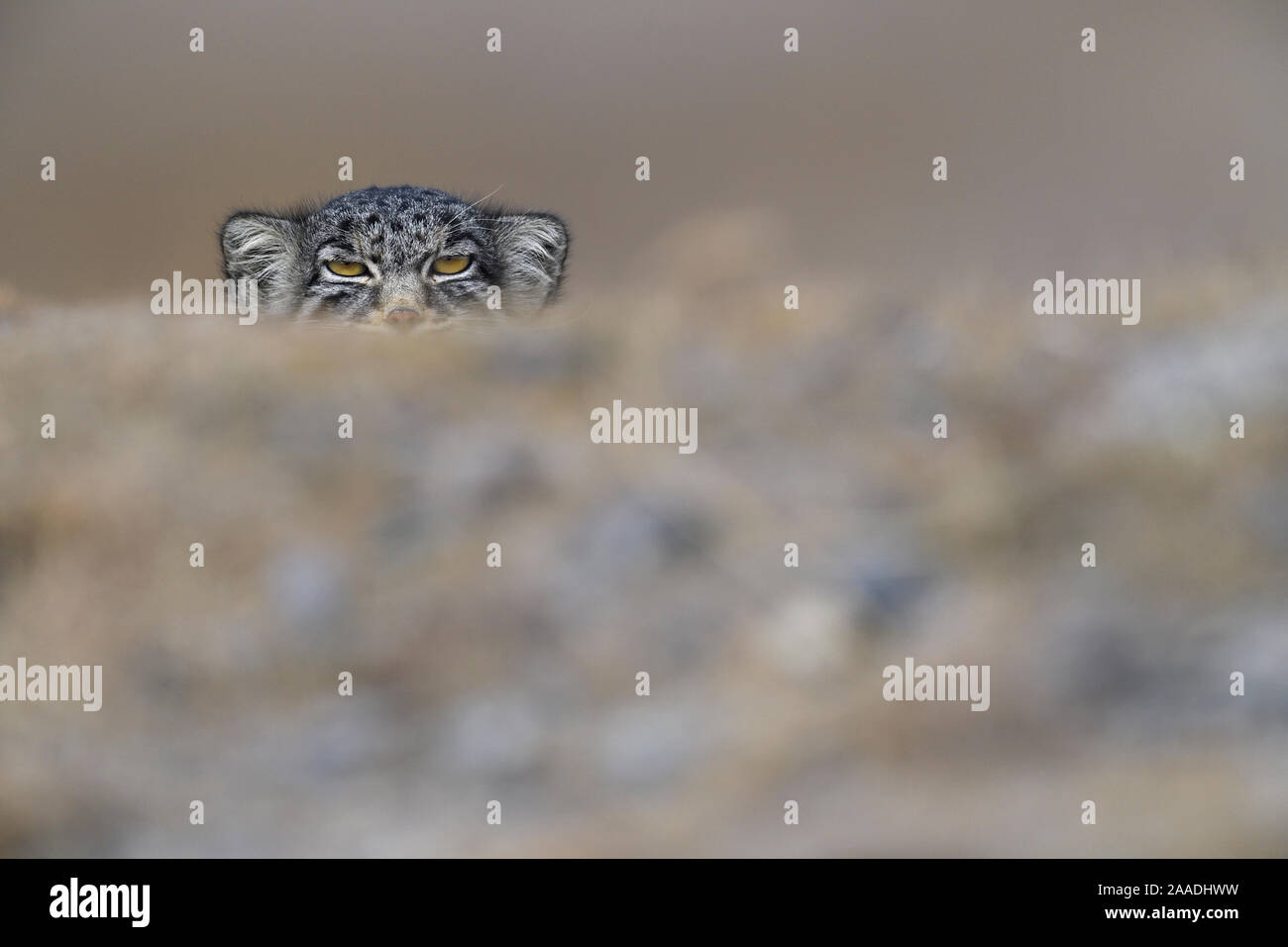 Le chat de Pallas (Otocolobus manul),sur le plateau tibétain, Qinghai, Chine Banque D'Images