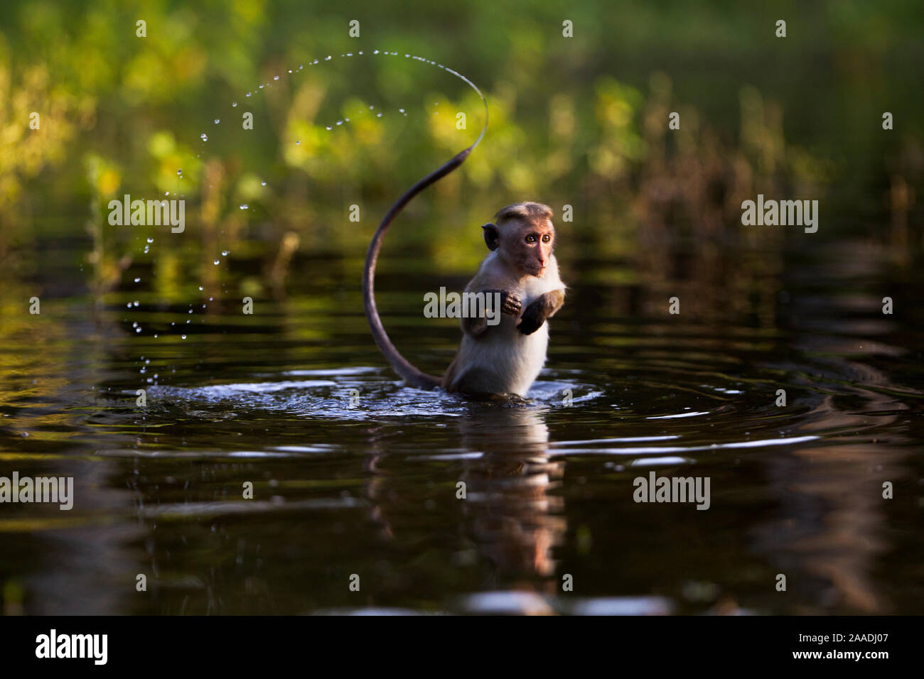 Toque macaque (Macaca sinica sinica) jouant dans l'eau . Polonnaruwa, Sri Lanka Février. Banque D'Images
