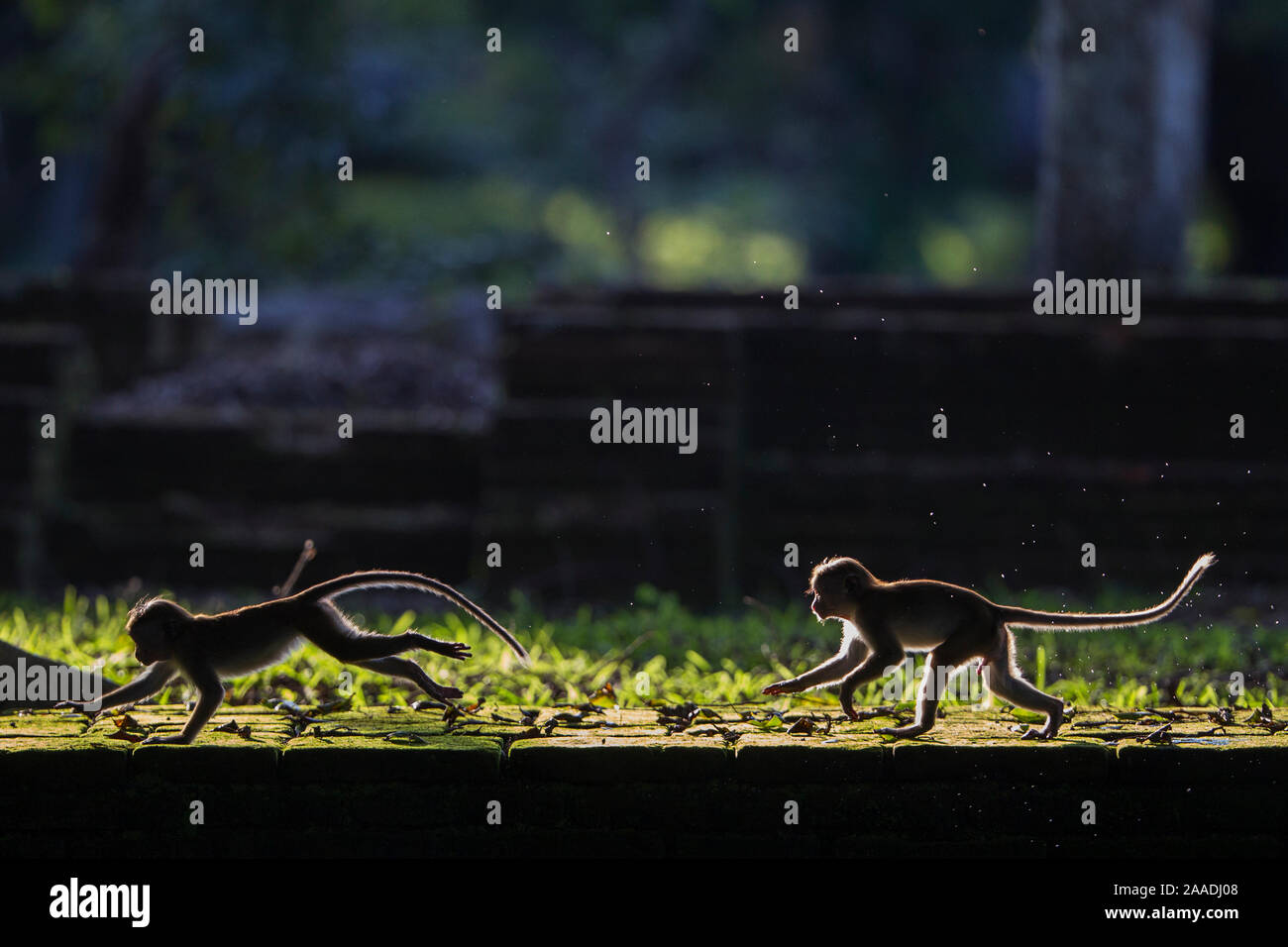 Toque macaque (Macaca sinica sinica) les mineurs de jouer. Polonnaruwa, Sri Lanka Février. Banque D'Images