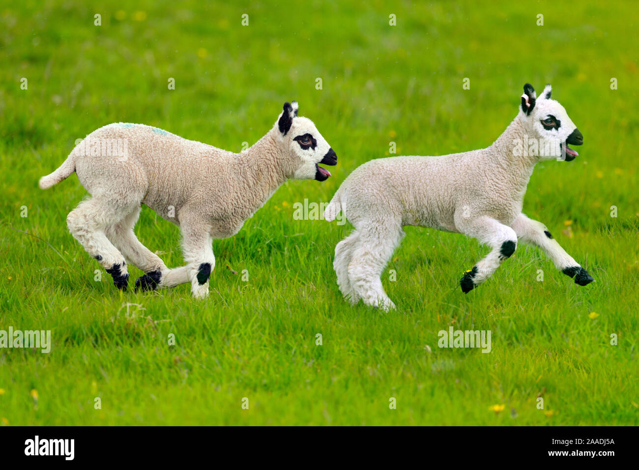 Kerry Hill les moutons domestiques, les agneaux de printemps en cours d'exécution, England, UK. Banque D'Images