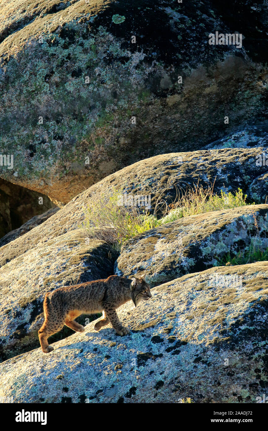 Le lynx ibérique (Lynx pardinus), Parc Naturel de la Sierra de Andujar, Jaen, Espagne, janvier. Banque D'Images