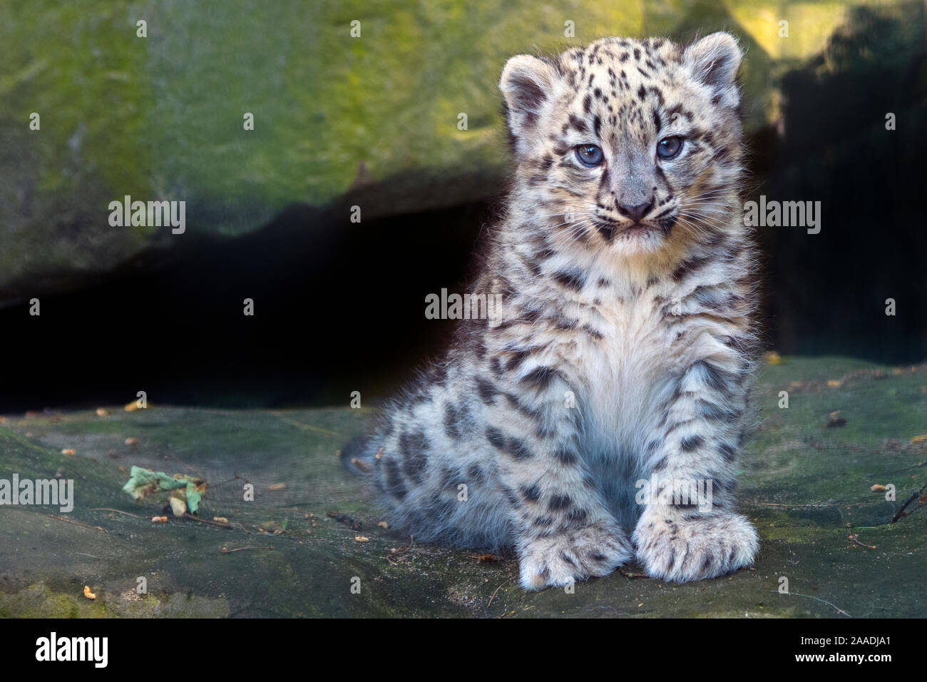 Snow Leopard (Panthera uncia) cub l'âge de trois mois, en captivité. Banque D'Images