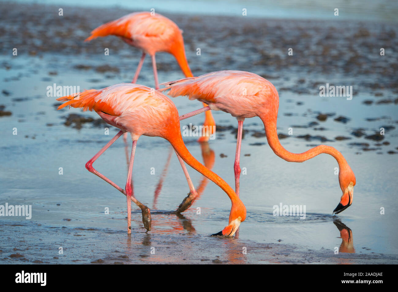 American flamingo (Phoenicopterus ruber) paire dans les fréquentations, groupe de trois alimentation, Punta Cormorant, Île Floreana, Galapagos Banque D'Images