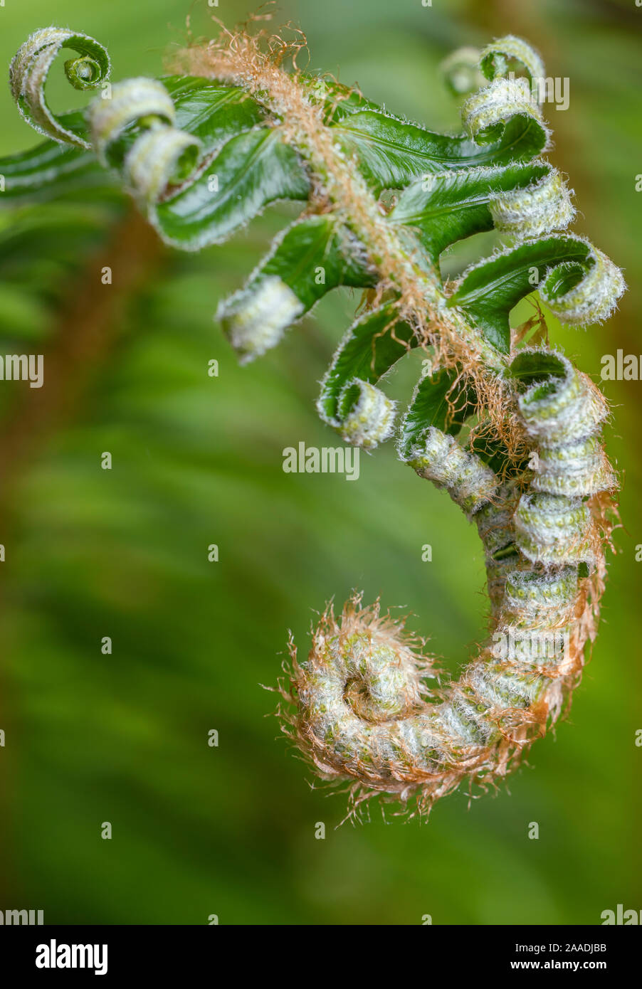 Close-up of a Western sword fern (Polystichum munitum) déploiement de la lamina, Redwood National Park, Prairie Creek, Californie, USA. Mai 2017. Banque D'Images