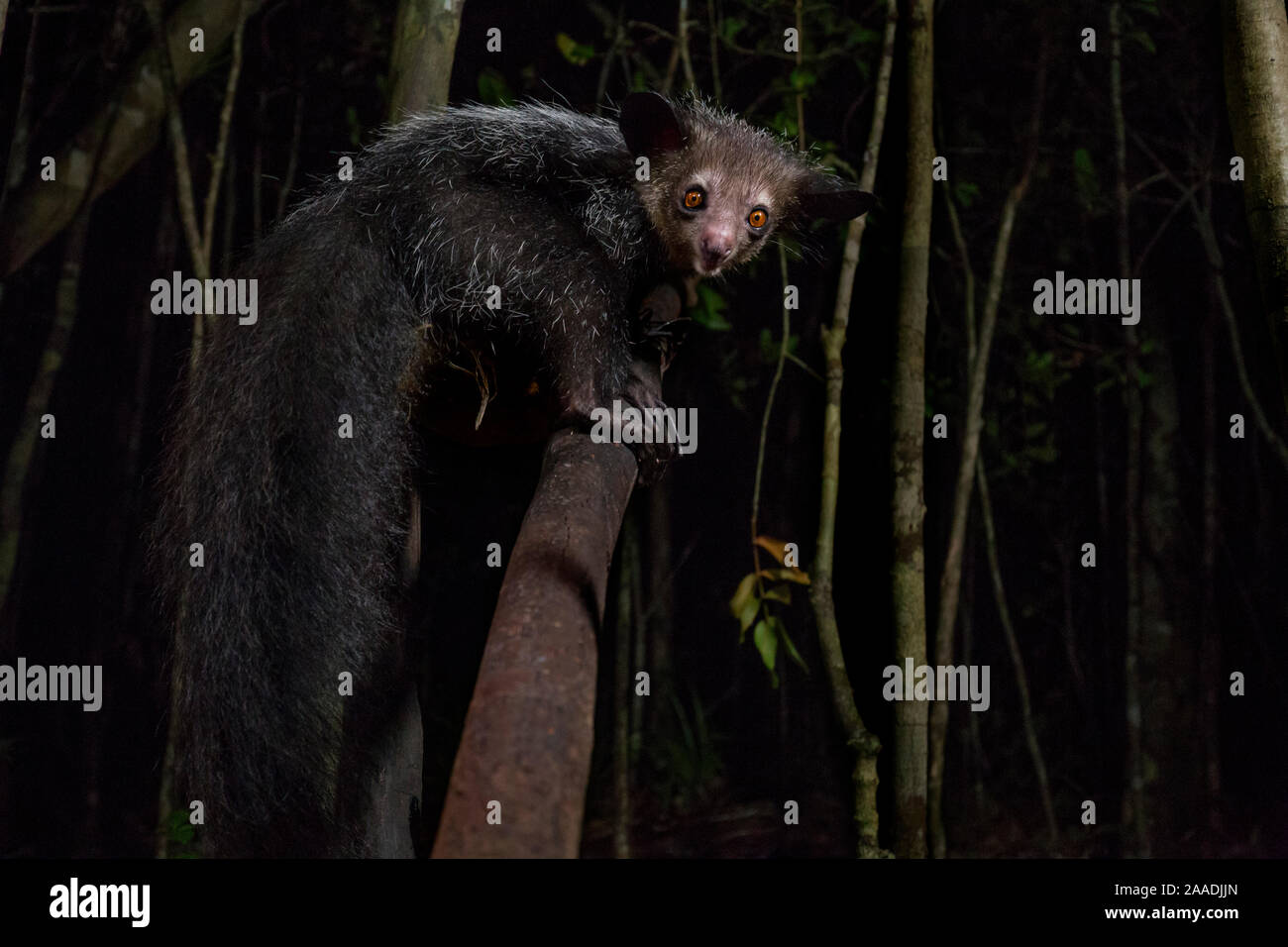 Aye Aye (Daubentonia madagascariensis) la nuit, Palmarium, Atsinanana, Madagascar. Banque D'Images
