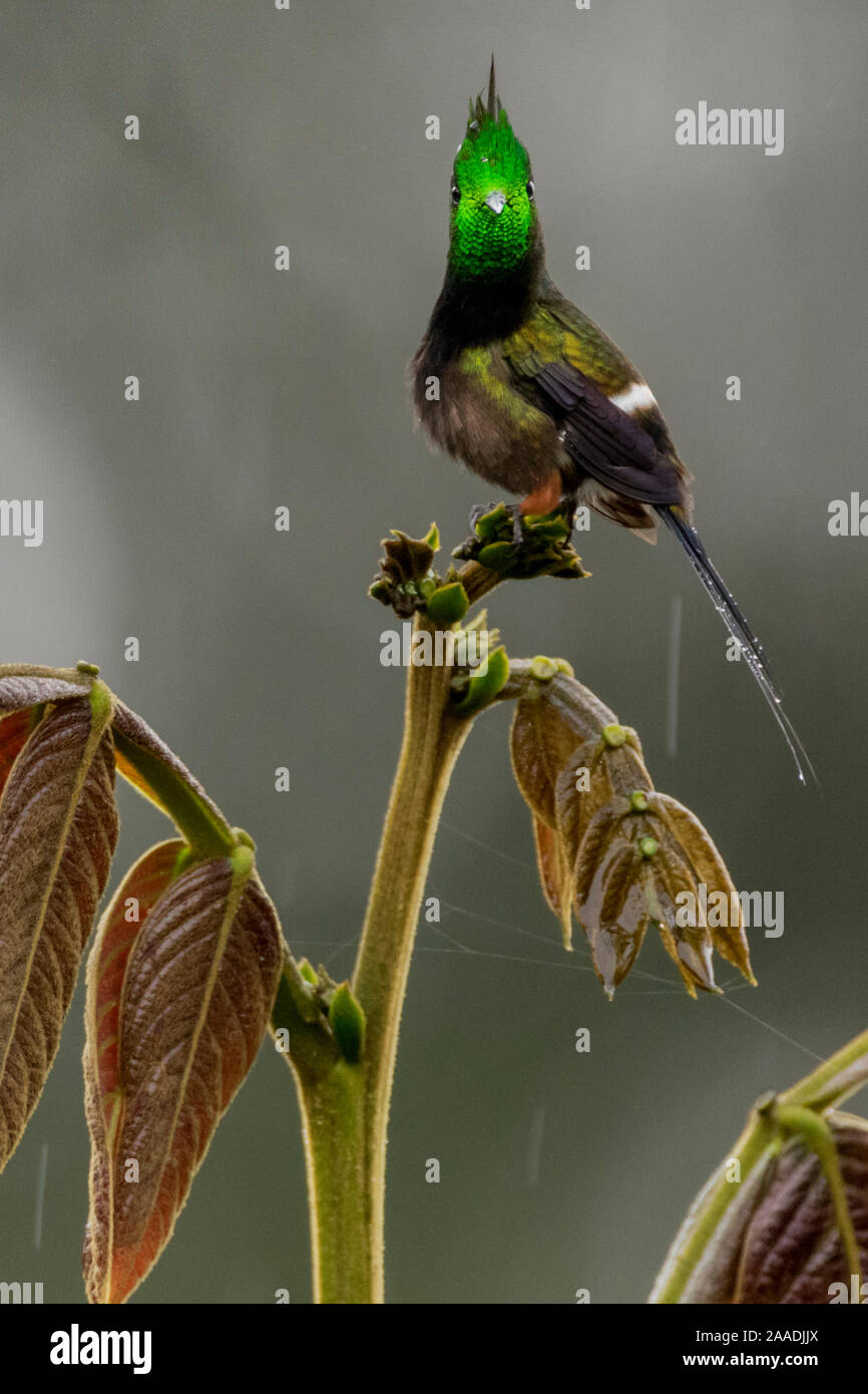 Wire-crested thorntail Discosura popelairii (Hummingbird) Sumaco, Napo, l'Equateur . Banque D'Images