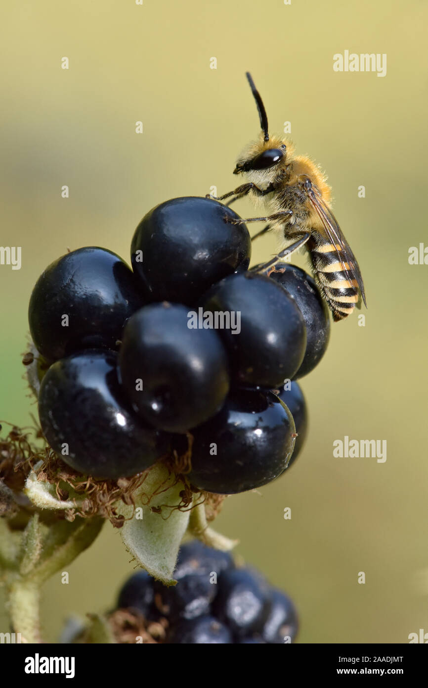 (Colletes hederae abeille Ivy) Nouvelle espèce au Royaume-Uni en 2001. Homme reposant sur Blackberry, Oxfordshire, England, UK, Septembre Banque D'Images