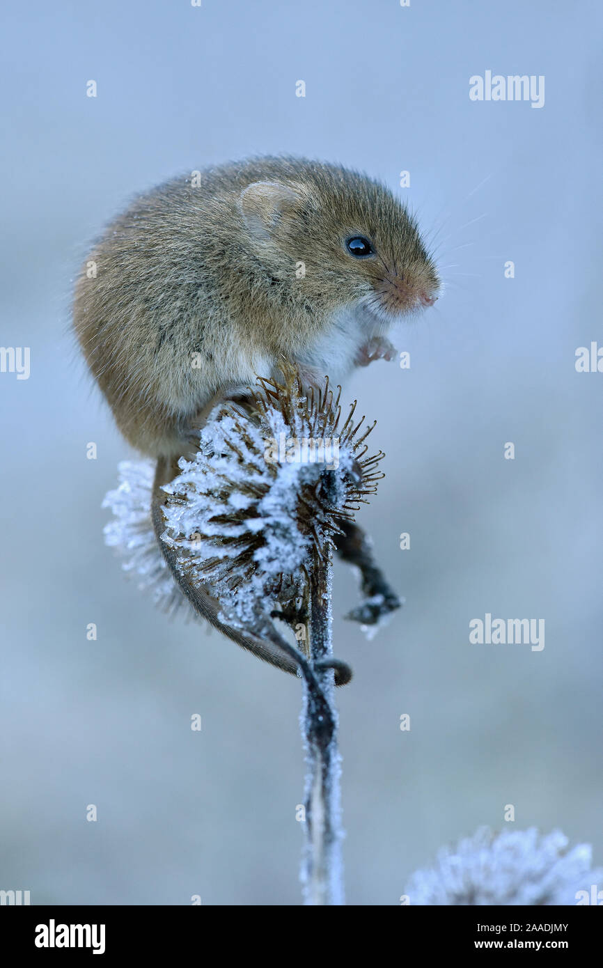 Micromys minutus (souris) assis sur frosty seedhead, Hertfordshire, England, UK, en janvier, en conditions contrôlées Banque D'Images