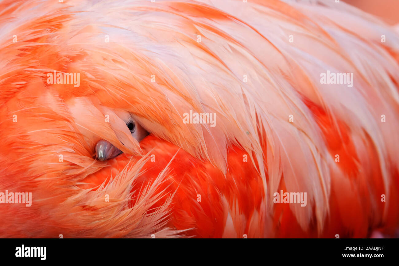 Caraïbes Flamingo (Phoenicopterus ruber) chick sous l'aile protectrice de parent, colonie de reproduction, Ria Lagartos Réserve de biosphère, péninsule du Yucatan, Mexique, juin.Finaliste dans la catégorie du portefeuille de la nature Terre Sauvage 2017 Images Awards. Le premier prix de la '2017' Concours de photos de la faune nationale organisée par la Fédération nationale de la faune de l'USA Banque D'Images