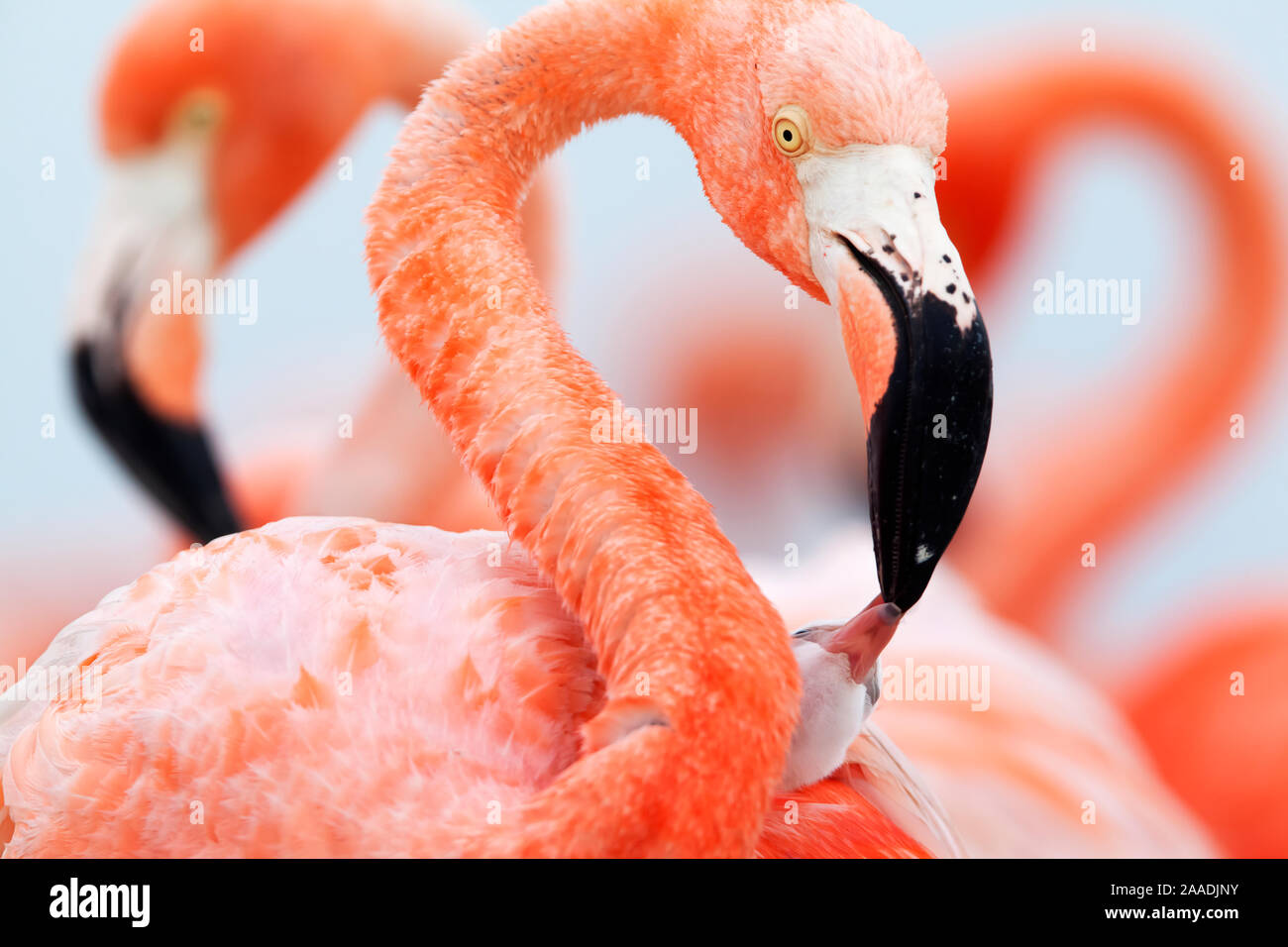 Caraïbes Flamingo (Phoenicopterus ruber) nourrir trois jours à poussins colonie de reproduction, Ria Lagartos Réserve de biosphère, péninsule du Yucatan, Mexique, juin, juin, finaliste dans la catégorie du portefeuille de la nature Terre Sauvage 2017 Images Awards. Banque D'Images