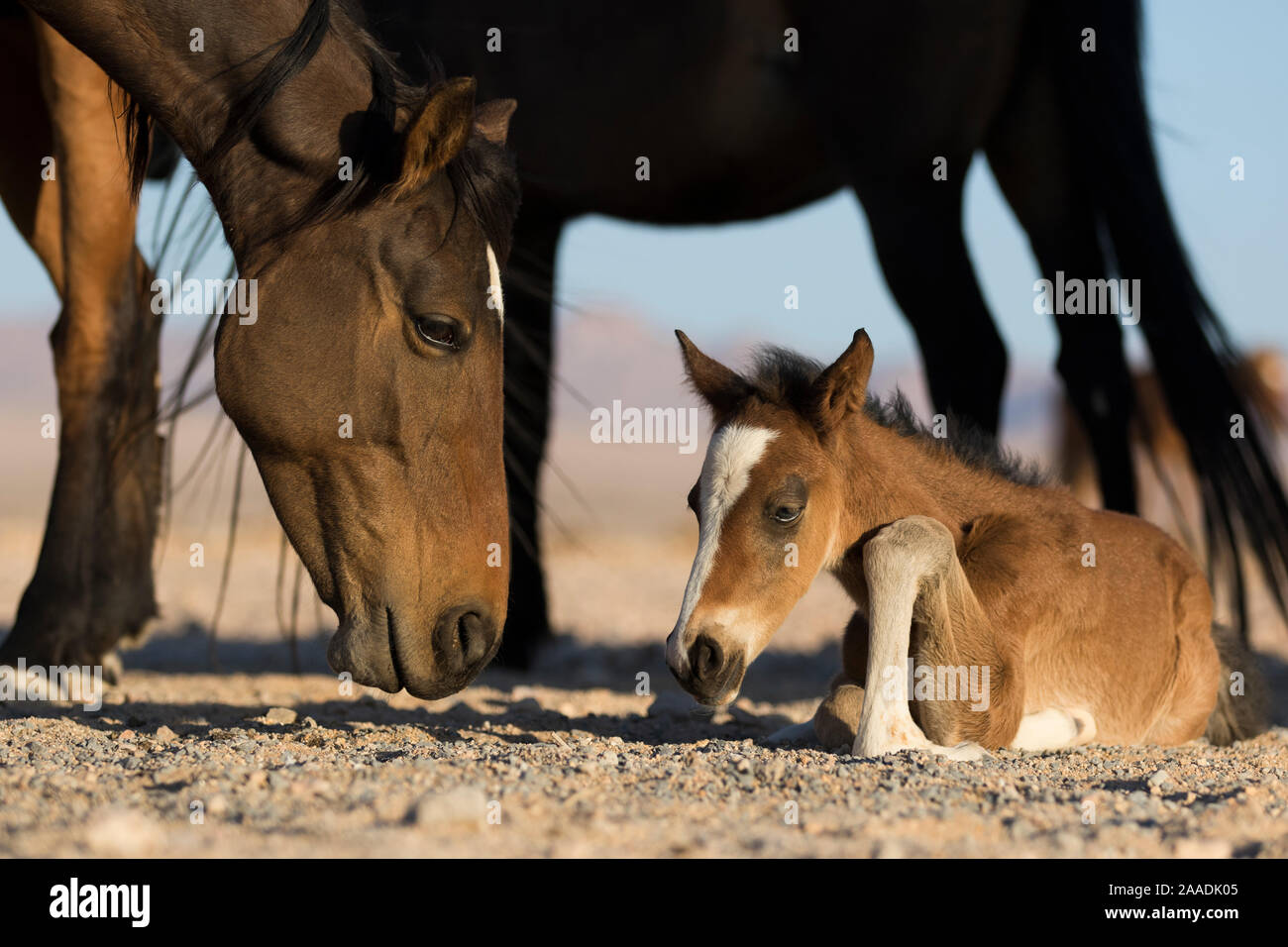Cheval sauvage (Equus caballus) mare et son poulain âgé de quelques jours. Namib-Naukluft National Park, Namibie Banque D'Images