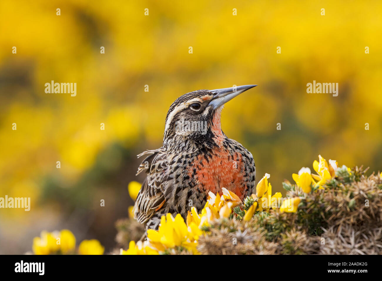 Long-tailed Meadowlark (Sturnella loyca falklandica) femmes perchées sur l'ajonc (Ulex europaeus) Saunders Island, Îles Falkland, novembre. Banque D'Images