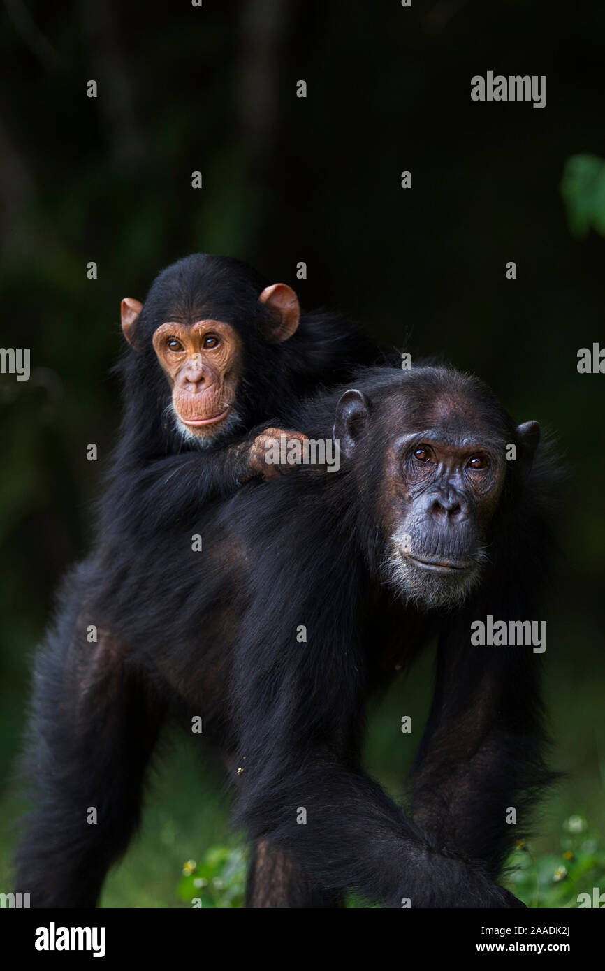 L'Est de chimpanzé (Pan troglodytes) schweinfurtheii "Gaia" des femmes âgées de 20 ans portant son fils 'Google' âgés de 4 ans sur son dos . Le Parc National de Gombe, en Tanzanie. Banque D'Images