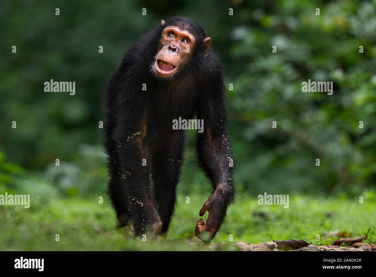 L'Est de chimpanzé (Pan troglodytes) schweinfurtheii mâle juvénile "Gimli" âgés de 9 ans sur une piste de marche . Le Parc National de Gombe, en Tanzanie. Banque D'Images