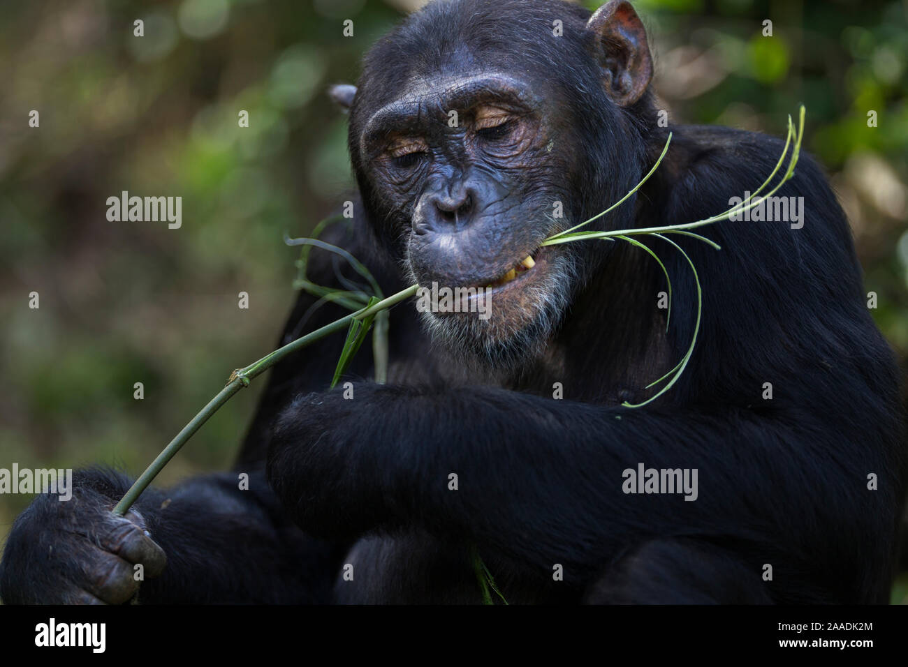 L'Est de chimpanzé (Pan troglodytes) schweinfurtheii «mâle Fudge' âgés de 16 ans se nourrissant de vignes . Le Parc National de Gombe, en Tanzanie. Banque D'Images