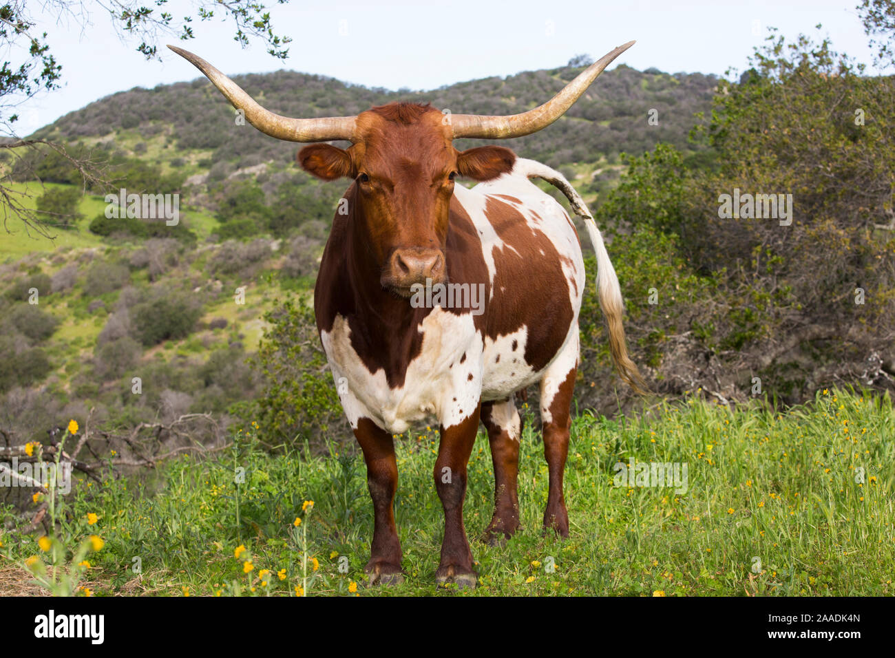 Vache Texas Longhorn High Country sur les pâturages, les contreforts des montagnes de Santa Ynez, Goleta, Californie, USA. Banque D'Images
