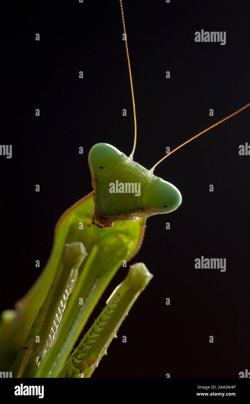 Giant African mantis (Sphodromantis viridis) portrait, captive, se produit en Afrique de l'Ouest. Banque D'Images