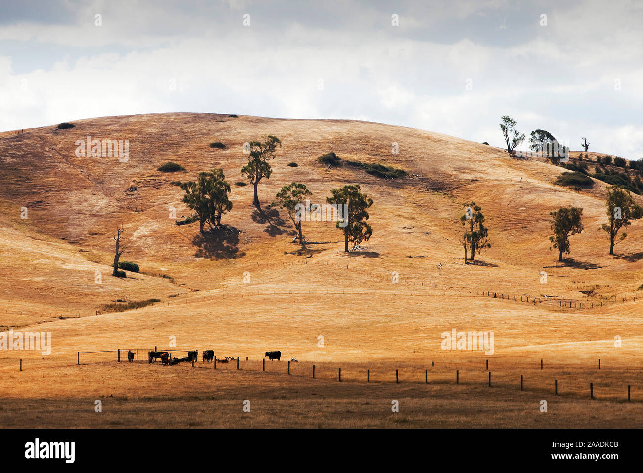 Terre brûlée séché près de Bonnie Doon avec quelques bovins, au cours de la sécheresse qui a duré entre 1996-2011. De nombreuses fermes ne pouvaient pas soutenir que les grands troupeaux en raison de la terre. Victoria, Australie. Février 2010. Banque D'Images