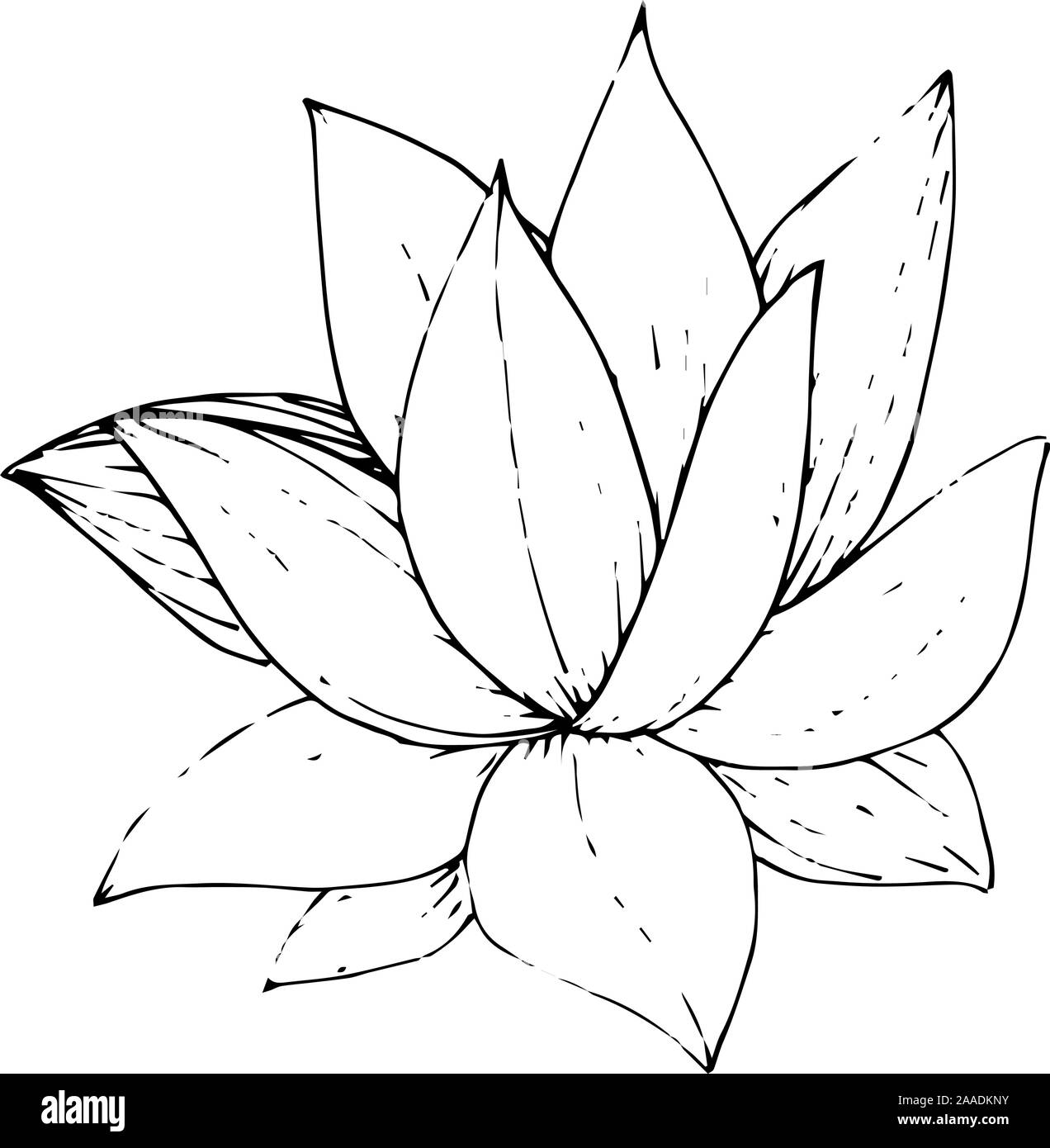 Vector floral fleur botanique succulentes. Gravée en noir et blanc L'art de l'encre. élément illustration succulentes isolés Illustration de Vecteur