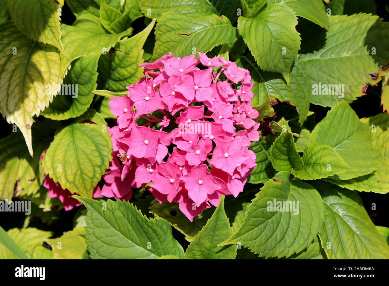L'Hydrangea ou Hortensia arbuste jardin gros bouquet de petites fleurs  roses en fleurs avec pétales pointus entourés d'épais dense vert cuir Photo  Stock - Alamy