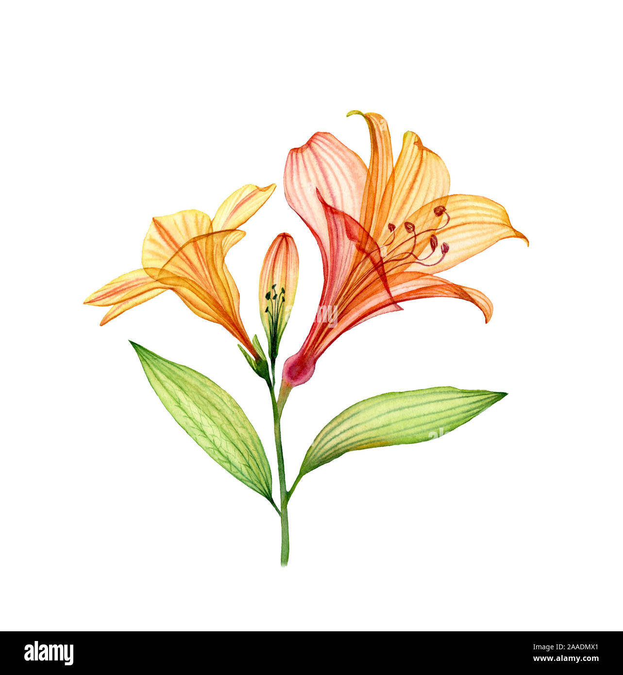 Lily avec la direction générale de l'Aquarelle fleurs et bourgeons. Plantes tropicales colorées isolé sur blanc. Floral transparent pour l'illustration de la conception de mariage Banque D'Images