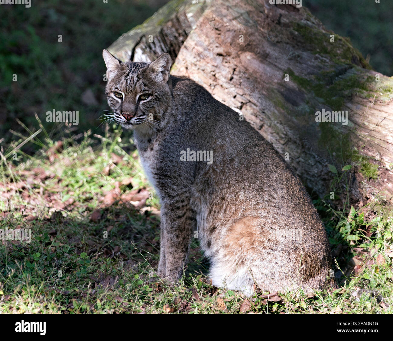 Animal sitting Bobcat, tout en exposant son corps, le visage, la tête, les oreilles, les yeux, la bouche, les pieds, la queue dans leur environnement et les environs à la recherche et le cam Banque D'Images