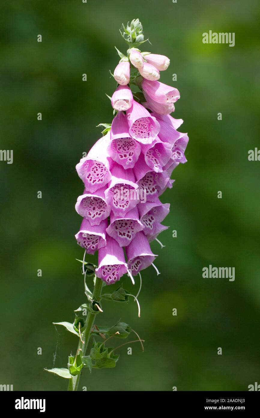 Roter Fingerhut, Digitalis purpurea Banque D'Images