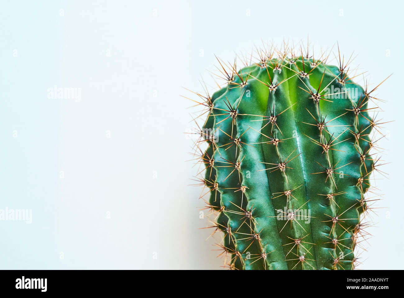 Cactus vert style d'été. Conception artistique. Fond jaune Banque D'Images